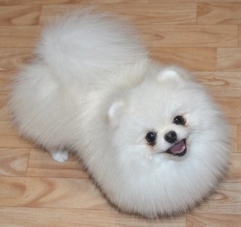 Pomstail Soft Snoufleyk