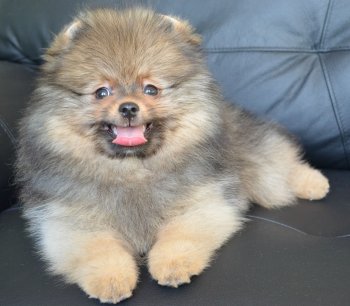 Helmut Fluffy Clouds
