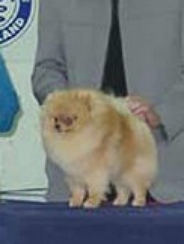 Starfire's American Gigalo
