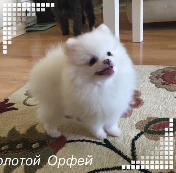 Planeta Samotsvetov Zolotoy Orfey