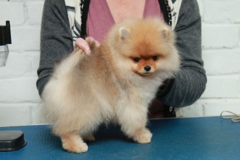 Liora Pom De Lyu Domenik Marsel'