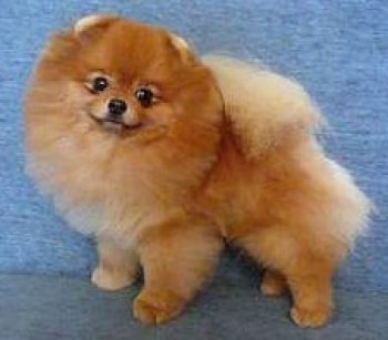 Smiling Teddy Bear